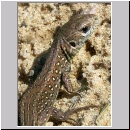 Lacerta agilis - Zauneidechse w05.jpg